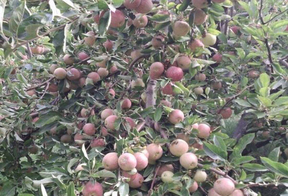 وقتی افغانستان و ترکیه 