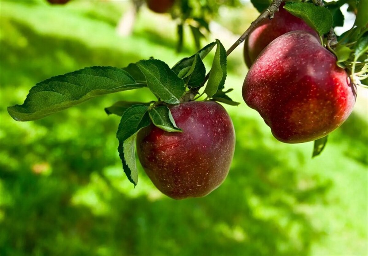 کاربرد فناوری هسته‌ای در افزایش دوام سیب صادراتی