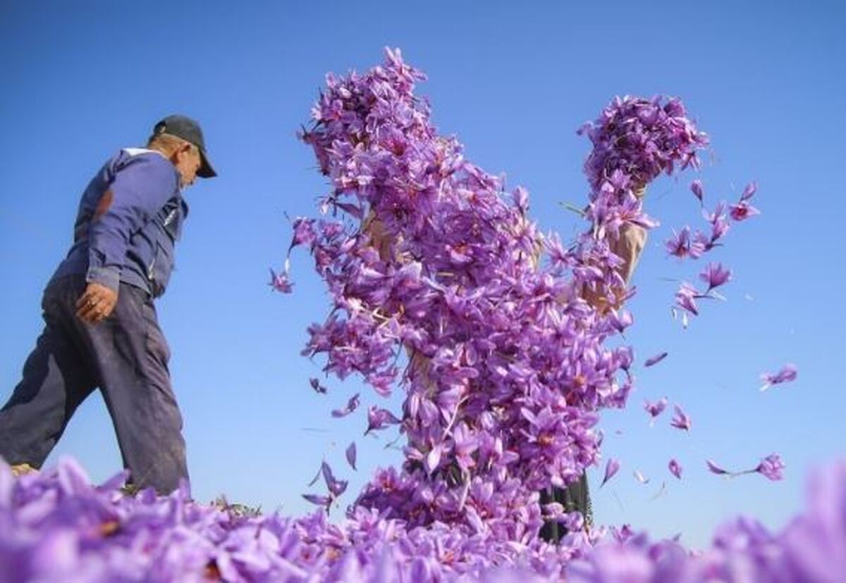 غربت ‌زعفران ناب ایران در باز‌ار جهانی‌