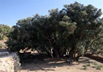 فلسطین ماندنی است؛ مثل مادر زیتون و عمر ۵۵۰۰ ساله‌اش