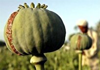 ماجرای واردات ۷۲ هزار میلیارد تریاک