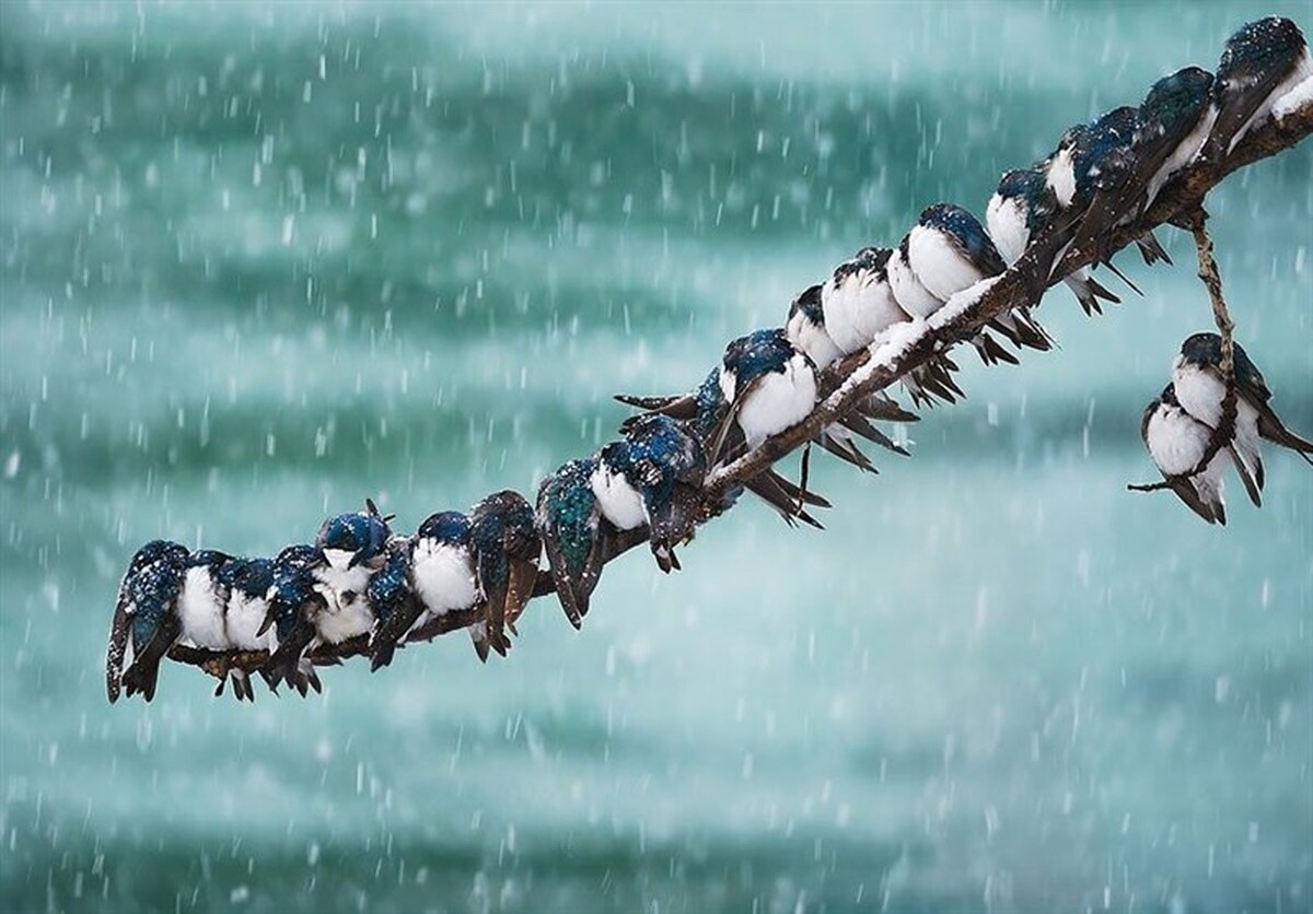 هواشناسی ایران ۱۴۰۴/۹/۲۲؛ بارش برف و باران در ۱۶ استان/ هشدار کاهش محسوس دما