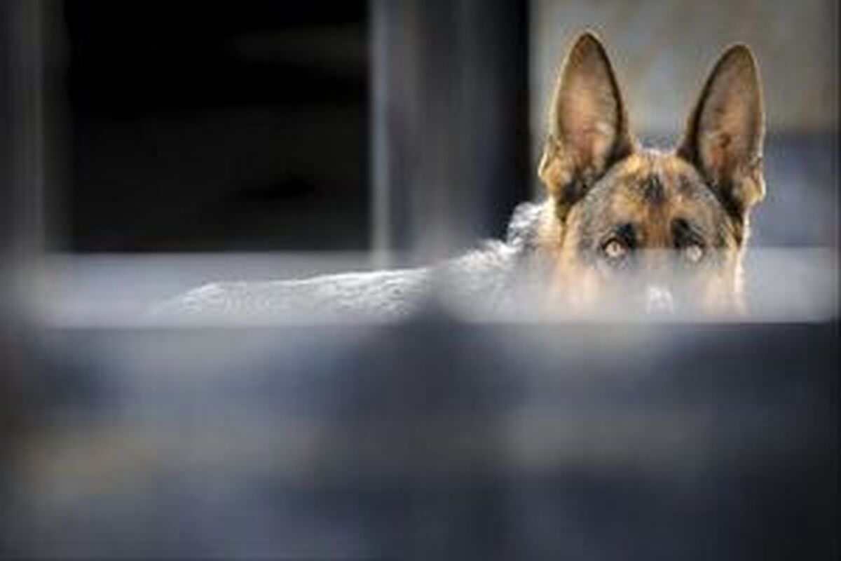 حمله سگ‌ها و گربه‌ها به 