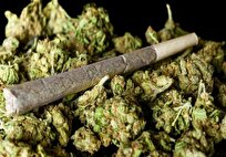 مخدر «گل» در ایران با قارچ و کپک مخلوط شده است