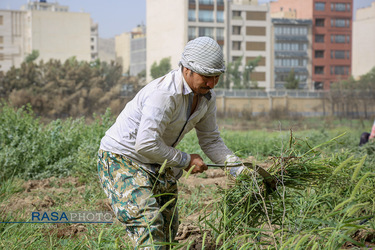 مراسم آغاز احیا محوطه جنوبی جامعه الزهرا (س)