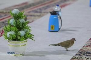 ضیافت افطار در صحن ملکوتی حرم کریمه اهلبیت (س)