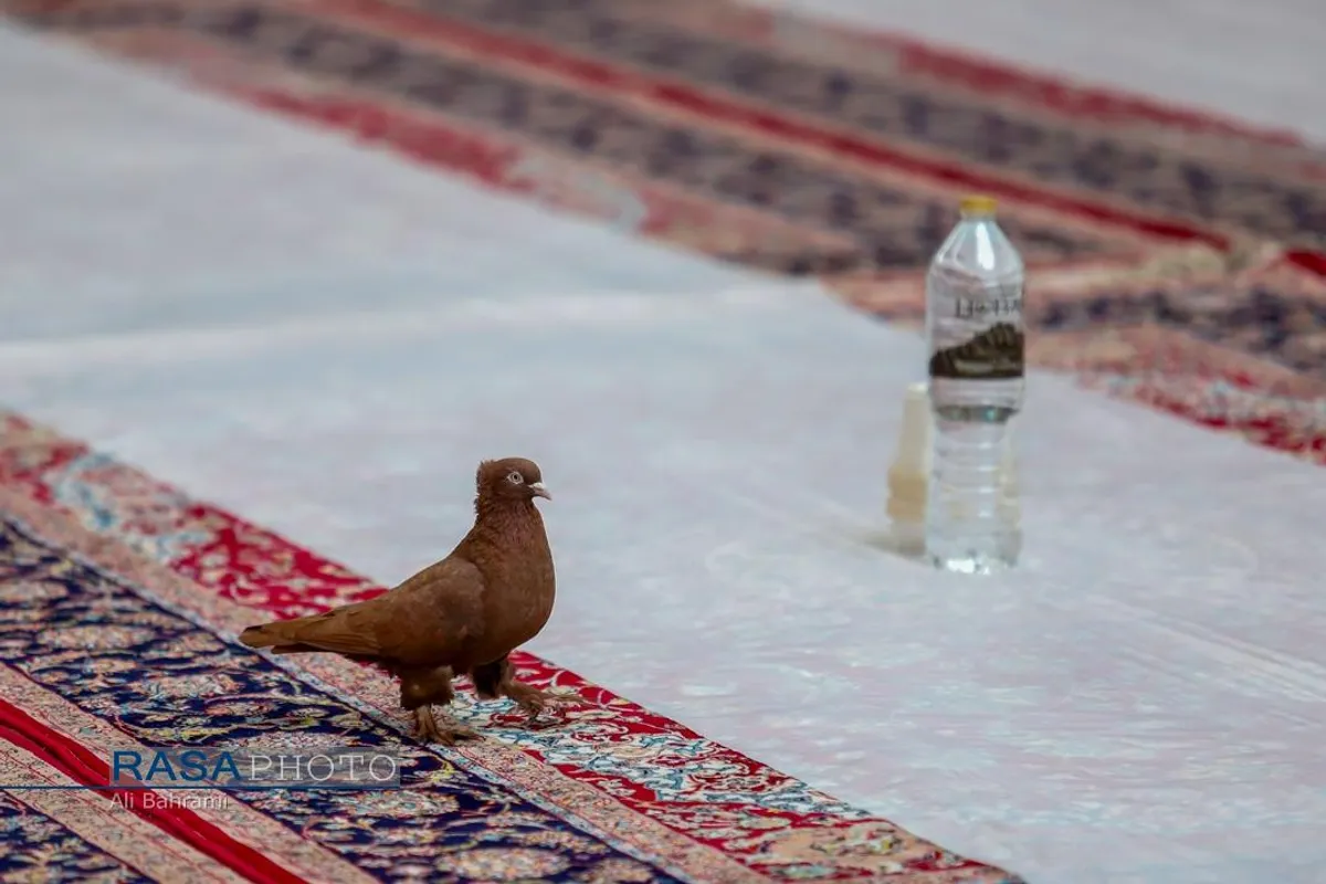 سفره افطاری حرم حضرت فاطمه معصومه (سلام&zwnj;الله&zwnj;علیها) در ماه مبارک رمضان
