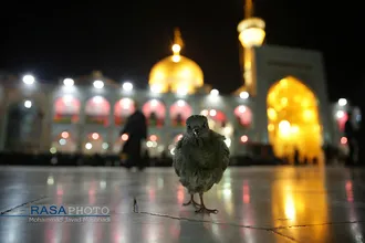 مراسم خطبه خوانی شب عاشورا در حرم مطهر رضوی&lrm; | عکس&zwnj;های منتخب خبرگزاری رسا از عزاداری دهه اول محرم ۱۳۹۸