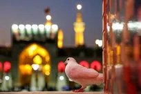 شهیدی که به آرزویش زیارت حرم مطهر رضوی رسید 