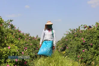 برداشت گل و گلاب&zwnj;گیری در باغ&zwnj;های موقوفه آستان مقدس حضرت فاطمه معصومه&lrm; (س)
