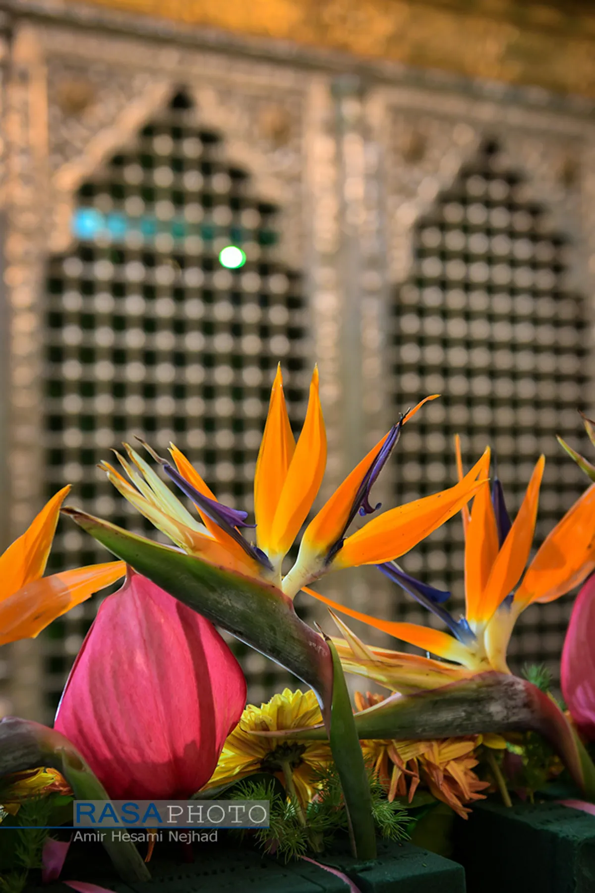 گل&zwnj;آرایی ضریح مطهر حضرت معصومه (س) در شب میلاد پیامبر اعظم (ص)