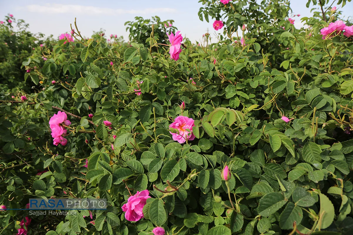 برداشت گل و گلاب&zwnj;گیری در باغ&zwnj;های موقوفه آستان مقدس حضرت فاطمه معصومه&lrm; (س)