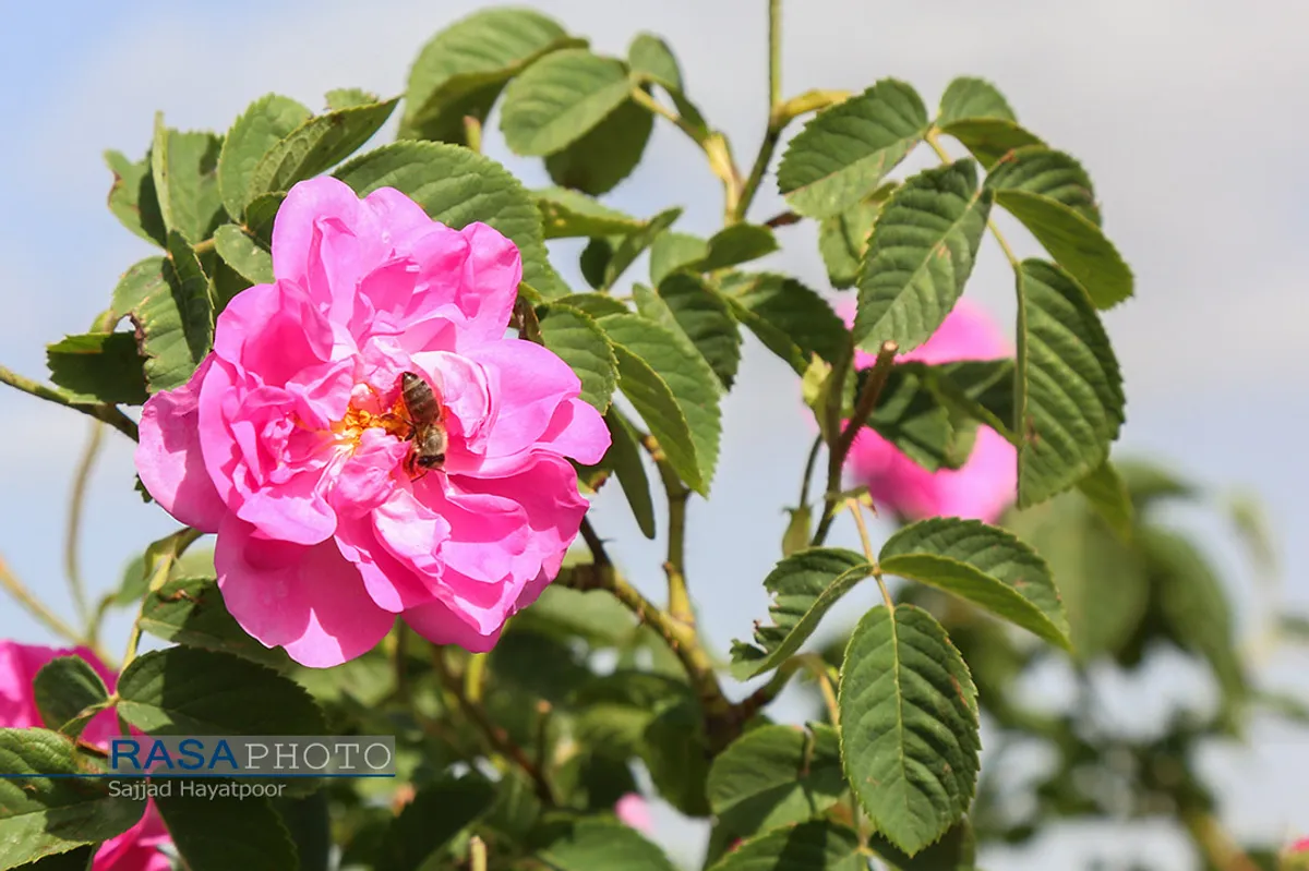 برداشت گل و گلاب&zwnj;گیری در باغ&zwnj;های موقوفه آستان مقدس حضرت فاطمه معصومه&lrm; (س)