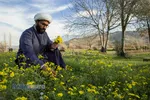 پدر، مبلغ، نان&zwnj;آور
