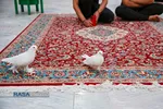 خلوت&zwnj;های عاشقانه با امام مهربانی&zwnj;ها