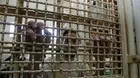Palestinian prisoner taken to coronavirus-infected Israeli doctor: Report