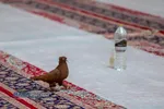 سفره افطاری حرم حضرت فاطمه معصومه (سلام&zwnj;الله&zwnj;علیها) در ماه مبارک رمضان