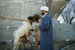 او هر روز به بررسی وضعیت دام هایی که پرورش میدهد می پردازد