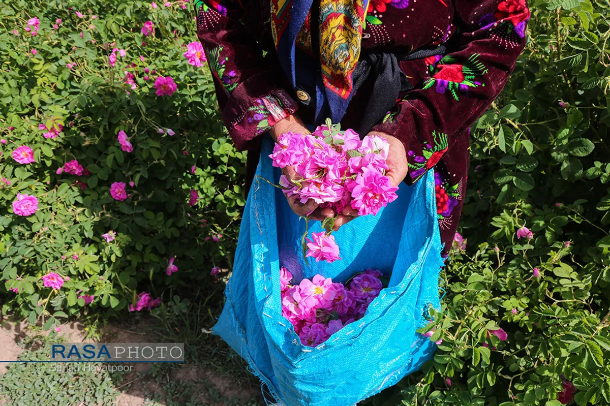 برداشت گل و گلاب&zwnj;گیری در باغ&zwnj;های موقوفه آستان مقدس حضرت فاطمه معصومه&lrm; (س)