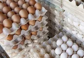 قیمت جدید تخم مرغ اعلام شد