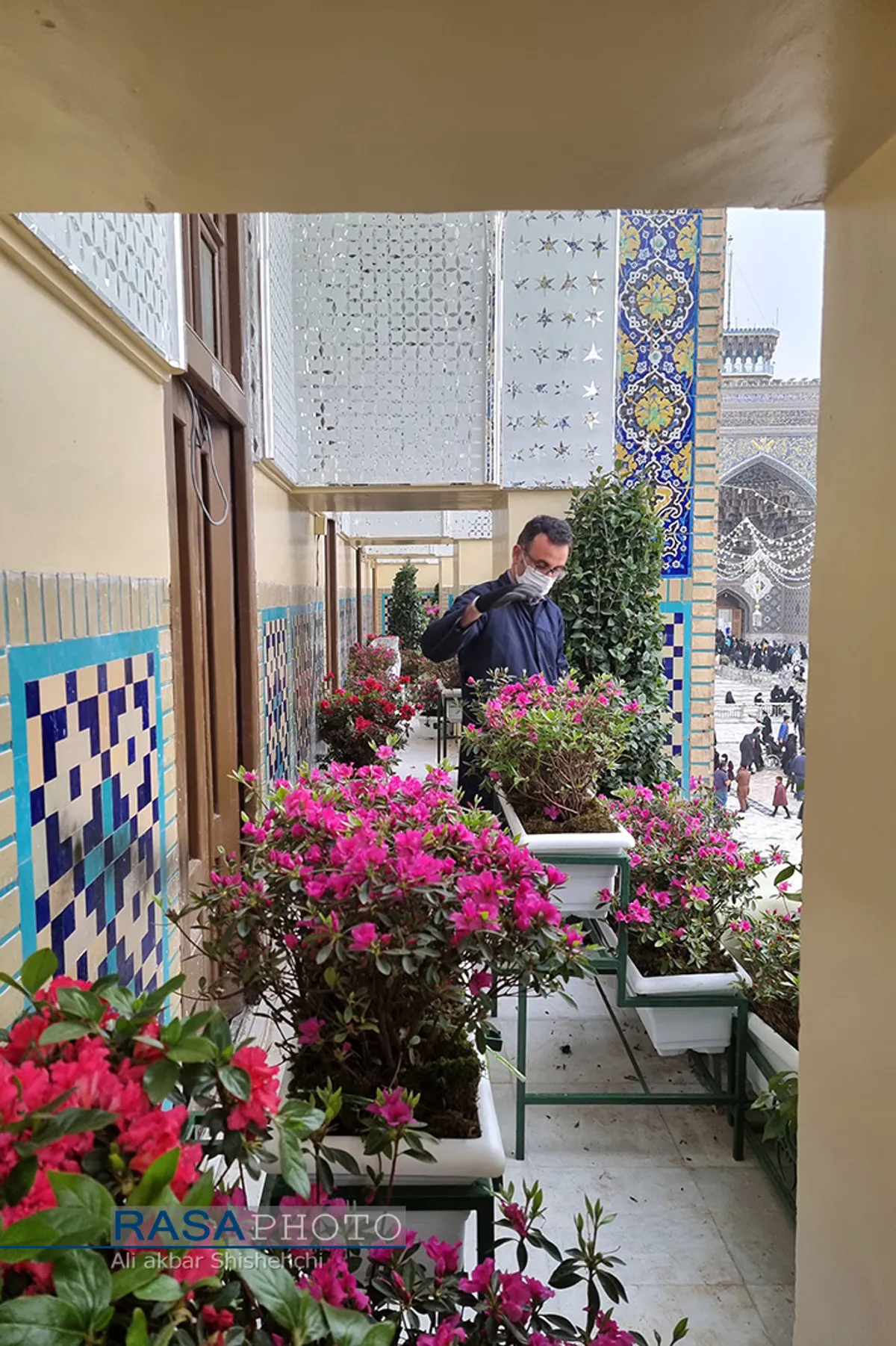 گل&zwnj;آرایی بخش هایی از صحن حرم مطهر رضوی