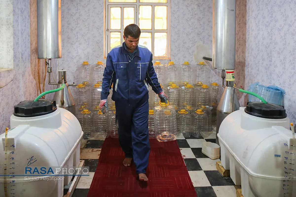 برداشت گل و گلاب&zwnj;گیری در باغ&zwnj;های موقوفه آستان مقدس حضرت فاطمه معصومه&lrm; (س)