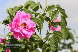 برداشت گل و گلاب&zwnj;گیری در باغ&zwnj;های موقوفه آستان مقدس حضرت فاطمه معصومه&lrm; (س)