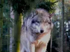 Can You Kill the Animal Within?