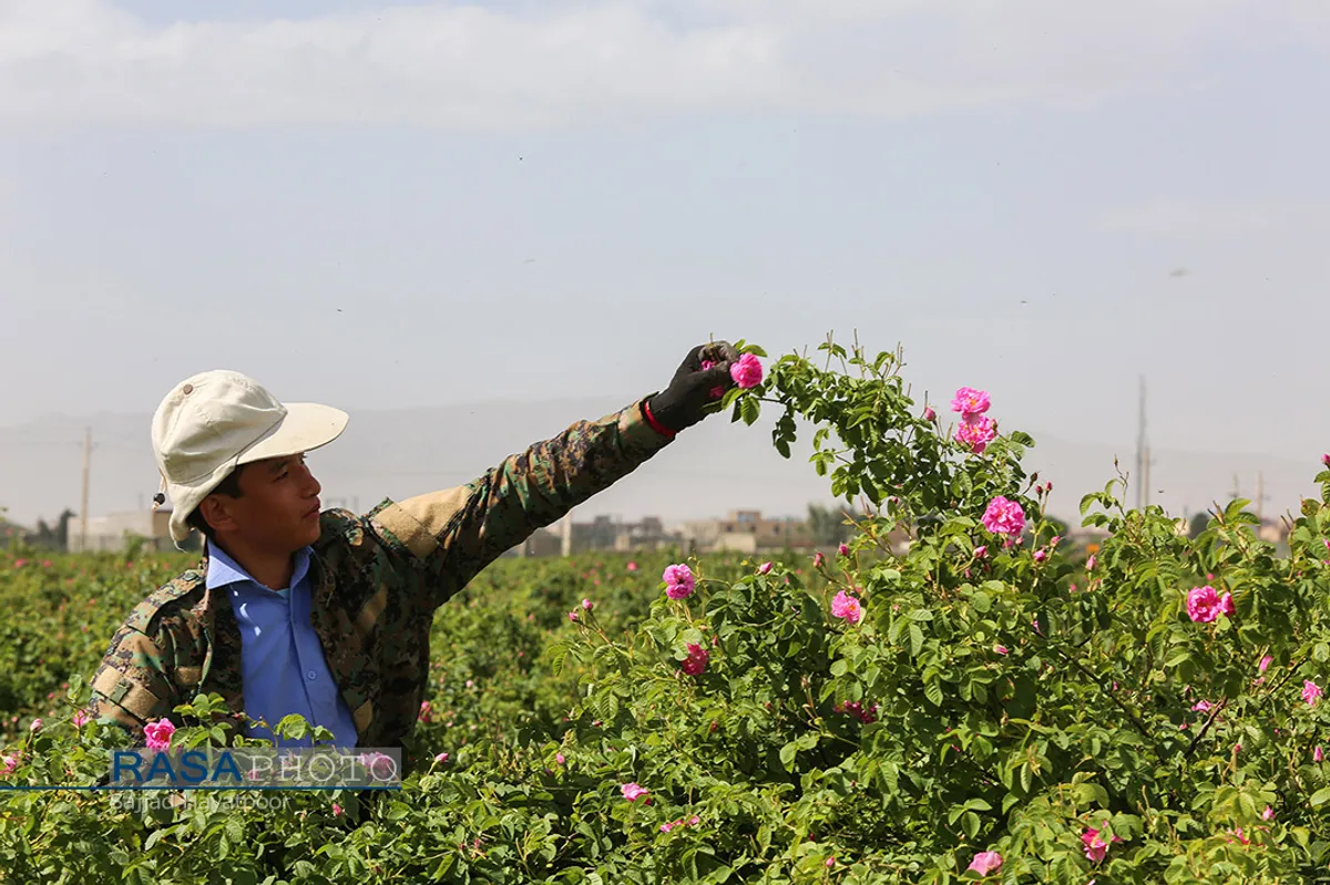 برداشت گل و گلاب&zwnj;گیری در باغ&zwnj;های موقوفه آستان مقدس حضرت فاطمه معصومه&lrm; (س)