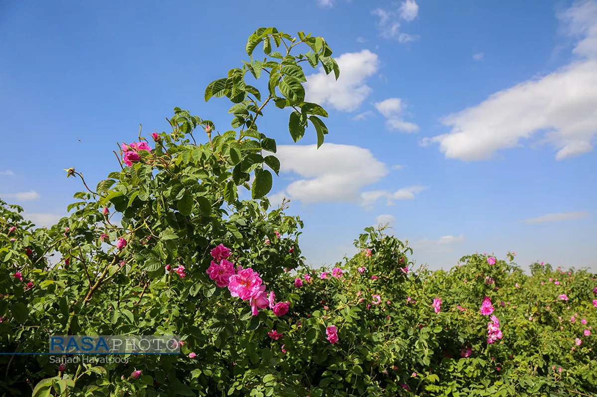 برداشت گل و گلاب&zwnj;گیری در باغ&zwnj;های موقوفه آستان مقدس حضرت فاطمه معصومه&lrm; (س)