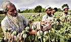 US Causing Problems in Region, Afghanistan’s Opium Production Increased after US Invasion
