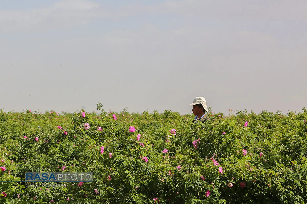برداشت گل و گلاب&zwnj;گیری در باغ&zwnj;های موقوفه آستان مقدس حضرت فاطمه معصومه&lrm; (س)