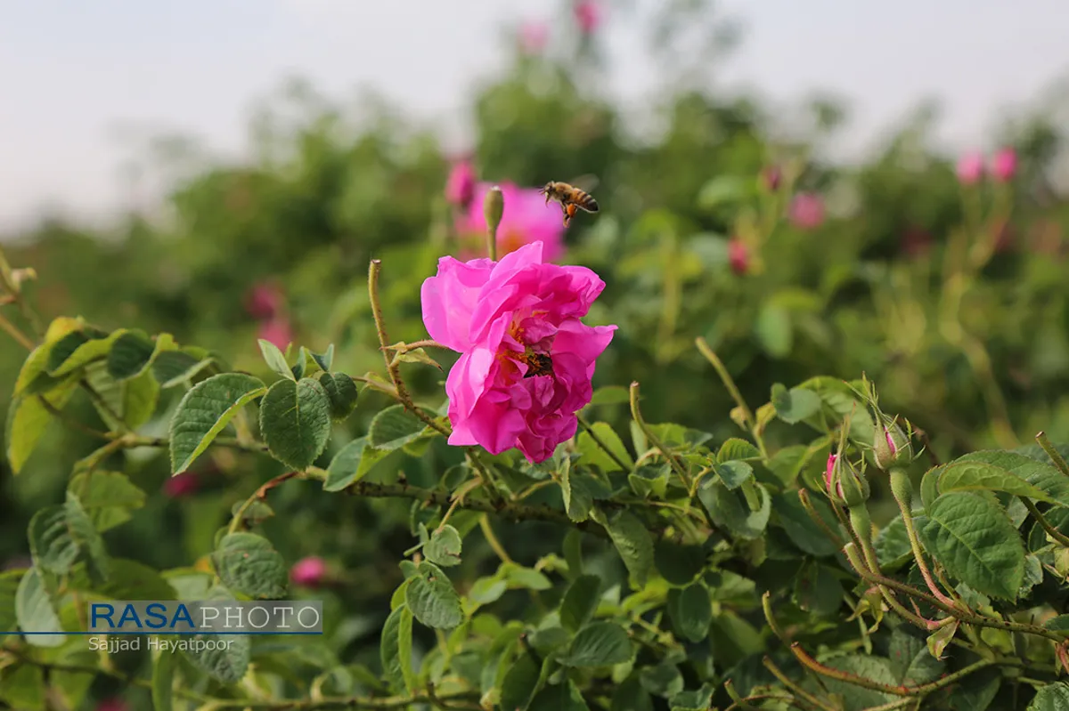 برداشت گل و گلاب&zwnj;گیری در باغ&zwnj;های موقوفه آستان مقدس حضرت فاطمه معصومه&lrm; (س)